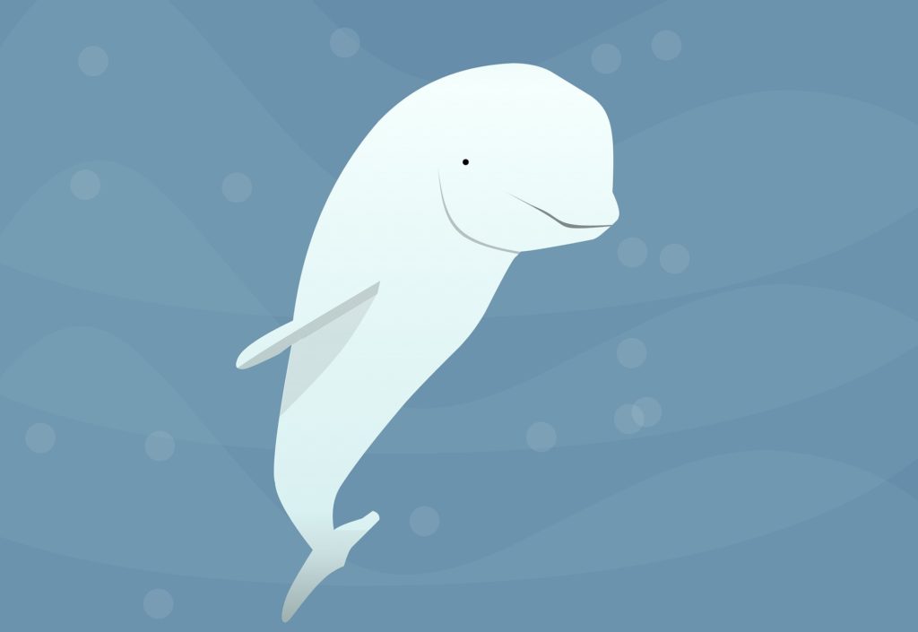 animated beluga whale