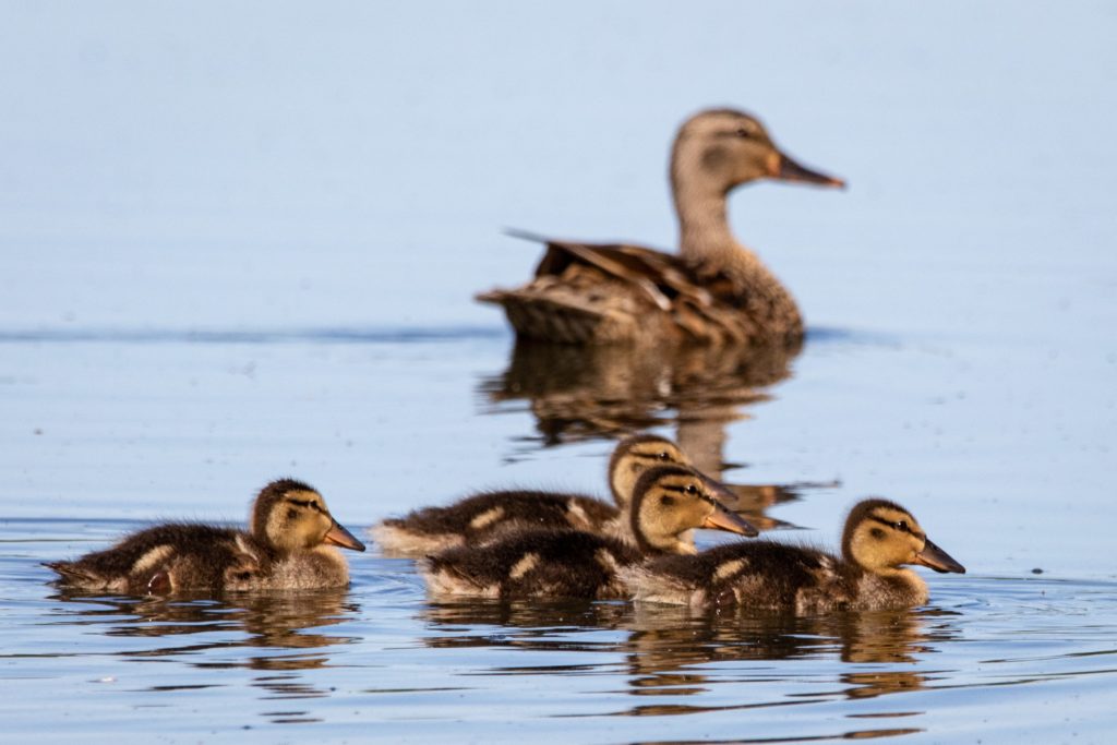 group of ducks swimming together