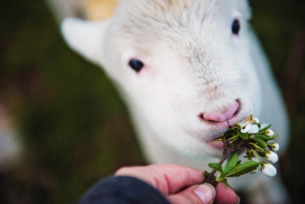 close up of lamb eating plant