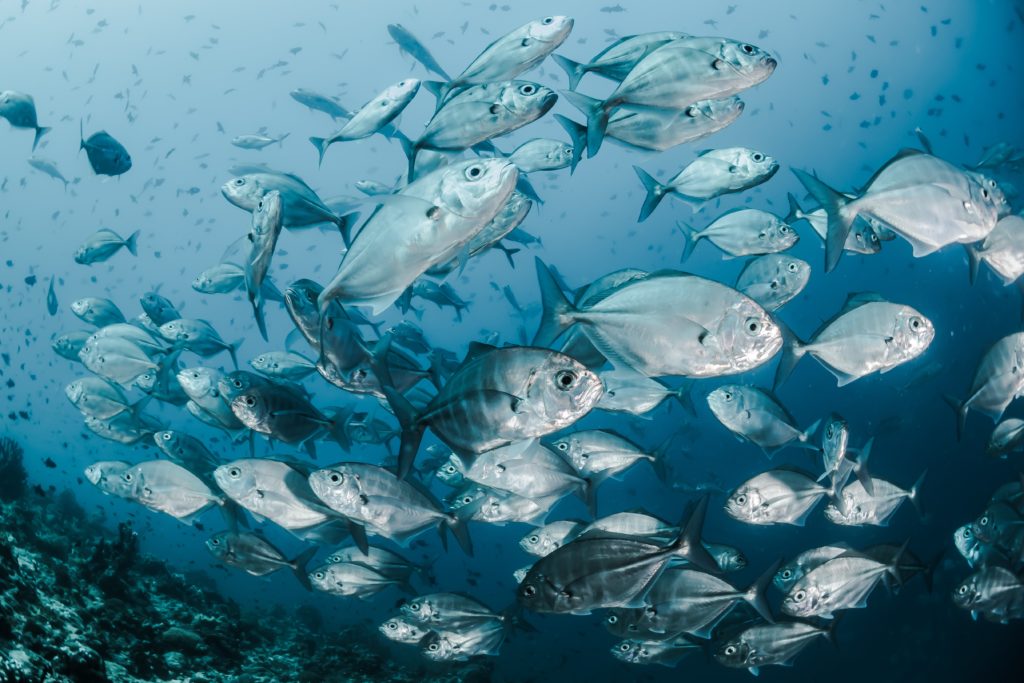 group of fish in ocean